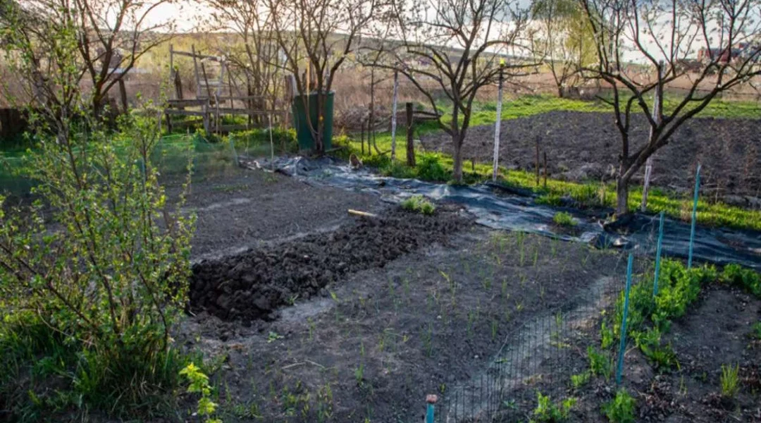 Fumier au jardin : faut-il épandre au printemps ou à l'automne ?