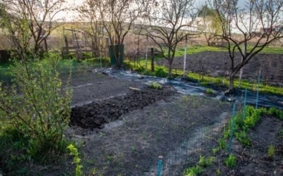 Fumier au jardin : faut-il épandre au printemps ou à l'automne ?